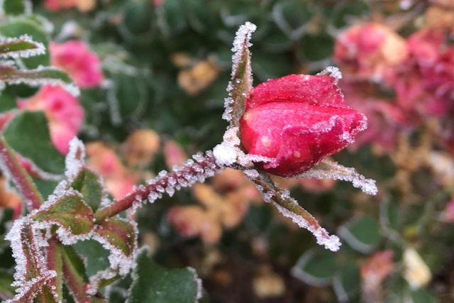 Eisrose